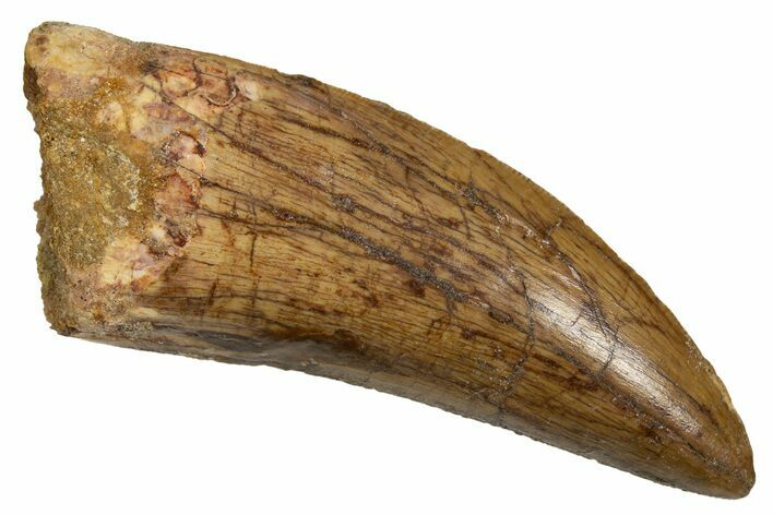 Serrated Carcharodontosaurus Tooth - Real Dinosaur Tooth #341166